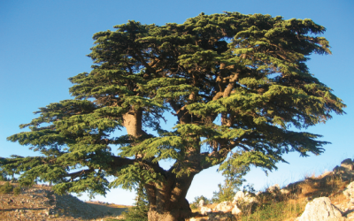 Nos actions au Liban !